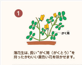 【1】落花生は、長い“がく筒（がくとう）”を持ったかわいい黄色い花を咲かせます。