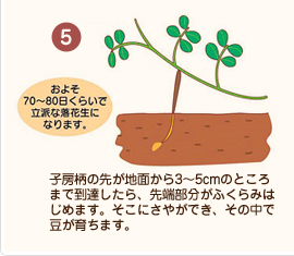 【5】子房柄の先が地面から3〜5cmのところまで到達したら、先端部分がふくらみはじめます。そこにさやができ、その中で豆が育ちます。