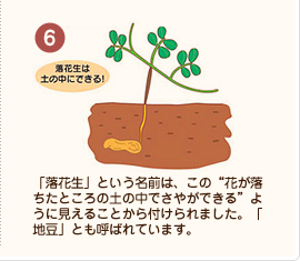 【6】「落花生」という名前は、この“花が落ちたところの土の中でさやができる”ように見えることから付けられました。「地豆」とも呼ばれています。　